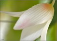 /album/fleurs-dun-jardin-2015/dsc-5204-copie-jpg/